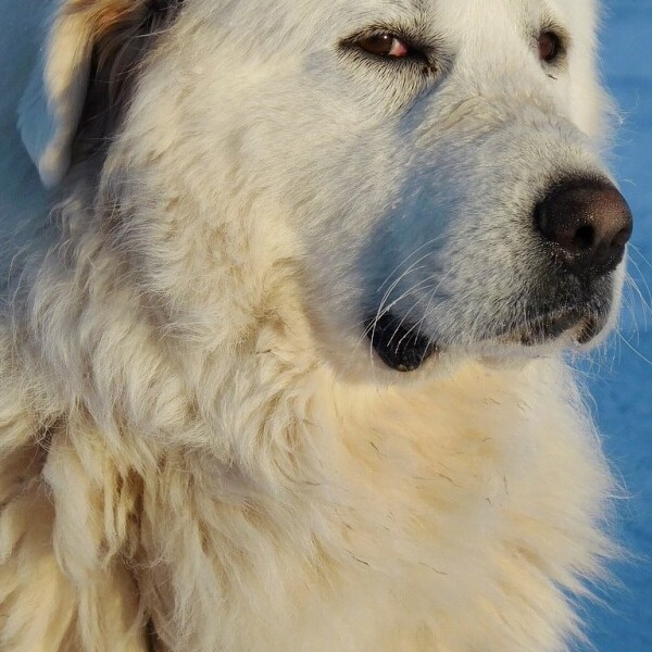Great Pyrenees