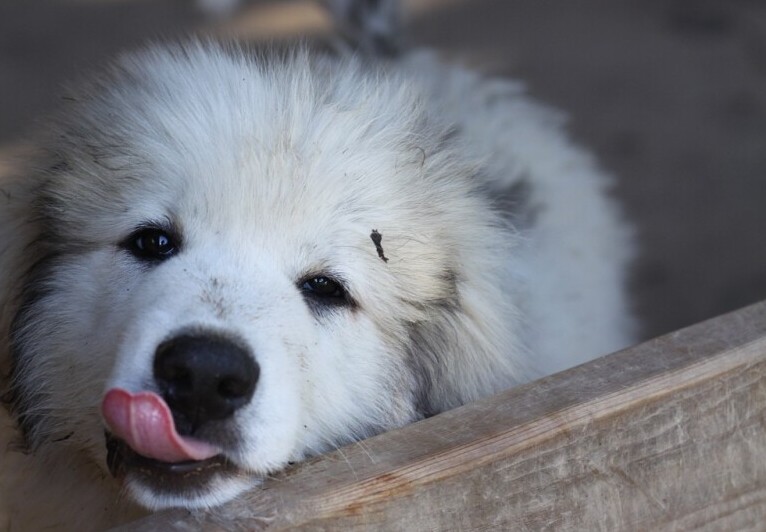 Pyrenees puppy
