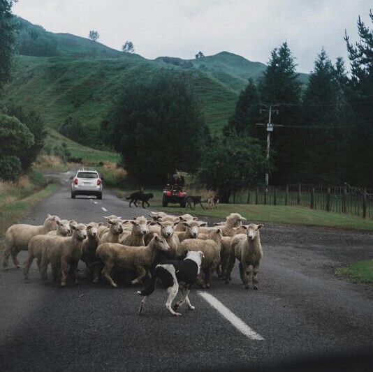 Sheep flock