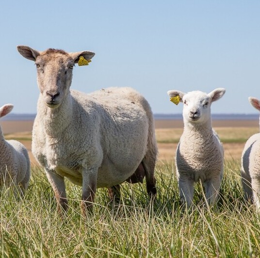 Sheep GIN