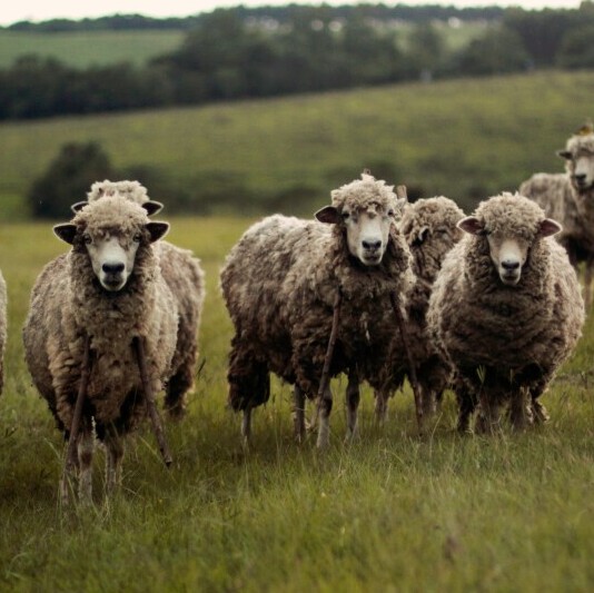 Sheep